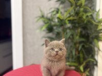 ÖZEL RENK BRITISH SHORTHAİR YAVRULARIM 