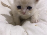 Sahiplendirilmeye hazır british shorthair