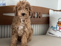 Petmode köpek çiftliğinde ziyarete açık maltipoo