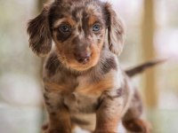 Premium Longhair Dachshund – Zarif Uzun Tüyleriyle