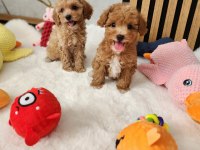 MALTİPOO  YAVRULARIMIZ 