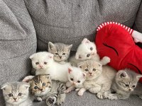 Yavru scottish fold kedilerim