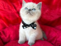 55 günlük erkek british shorthair yavrular