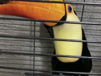 TAKA TUCAN PAPAĞANI FATURALI