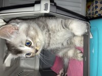 British silver shorthair ve british tabby black golden