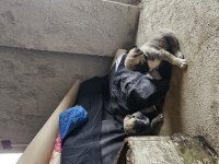 Ücretsiz sahiplendirilecek köpeğimiz