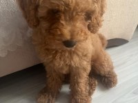 2.5 aylık koyu renk toy poodle