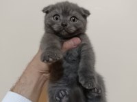 Gri ve BluePoint Scottish Fold