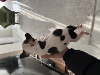 ACİL SAHİPLENDİRİLECEK FRENCH BULLDOG