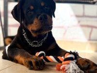 A şecereli erkek rottweiler yavrularım