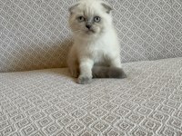 Scottish Fold Ve British Shorthair Yavrularımız