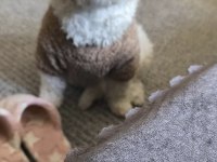 Terrier köpeğimiz