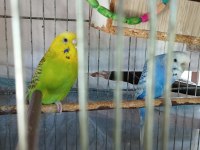 3 adet muhabbet kuşu