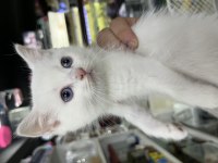 2 AYLIK BEYAZ YAVRU KEDİLER