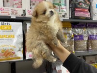 Erkek Bebek Pomeranian