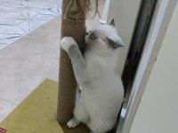British Shorthair Blue Point Erkek Yavrumuz