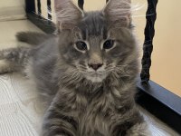 3 AYLIK GRİ MAINE COON