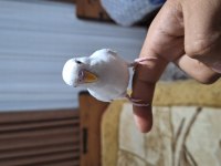 Ele aliskin daha 5 6 aylik erkek muhabbet kuşu bembeyaz