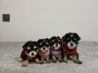 Minnak Yavru Köpeklerimiz