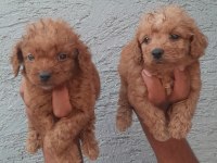 Toy poodle yavrularımız bir birinden güzel