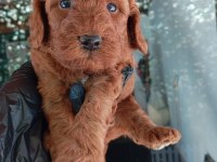 IRK VE SAĞLIK GARANTİ POODLE YAVRULARIMUZ