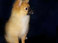 Çok uygun Fiyatlı Tuvalet Eğitimli Pomeranian Spitz