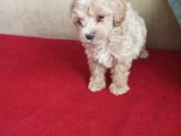 Maltipoo yavruları