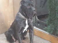 ERKEK CANE CORSO ARIYORUM ÇİFTLEŞTİRMEK İÇİN