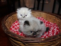 Dişi ve erkek 2 aylık british longhair