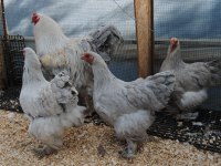 LAVENDER BRAHMA KULUÇKALIK YUMURTA & CİVCİV