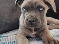 Sahiplendirme cane corso