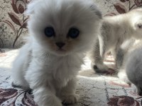 British longhair ve british shorthair bebişler