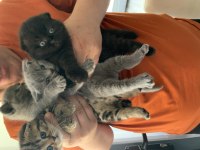 Satılık scottish fold