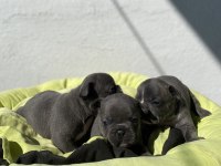 Egzotik blue french bulldog bebeklerimiz