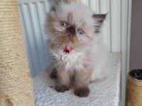 SAFKAN İRAN KEDİSİ YAVRULARI