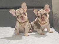 New Shade Isabella ve Rojo Merle Fransız Bulldog Yavruları