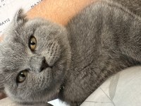 3 aylık scottish fold yavrularım