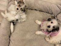En küçük morkie bebekleri