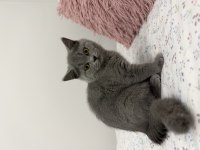 British shorthair 2 aylık dişi