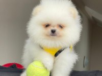 Pomeranian boo