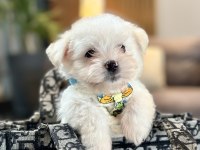 Büyümeyen boy 2 kg garantili kore maltese köpekler