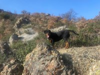 Afyon Merkez 7 Aylık Erkek Rottweiler
