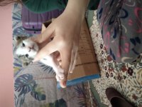 Annesi smokin babası has van kedisi yavruları