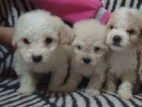 Anne poodle baba terrier yavruları