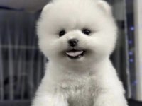 Pomeranian Boo Irkı Köpeğim