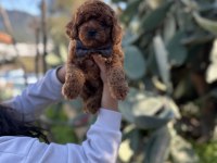 Toy Ve Kore Poodle Bebeklerimiz Sizleri Bekliyor