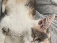 Ömürlük Yuva Arayan 2 Aylık Tatlı Bir Yavru Kedimiz