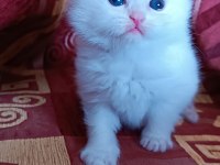 British longhair ve shorthair yavru kediler