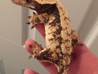 SAĞLIKLI VE KALİTELİ CRESTED GECKOLAR