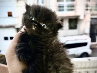 Scottish fold cinsi kedilerimi sahiplendirmek istiyorum